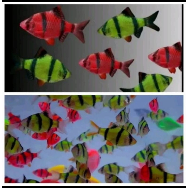 

HIASAN AQUARIUM/ SUMATRA GLOWFISH
