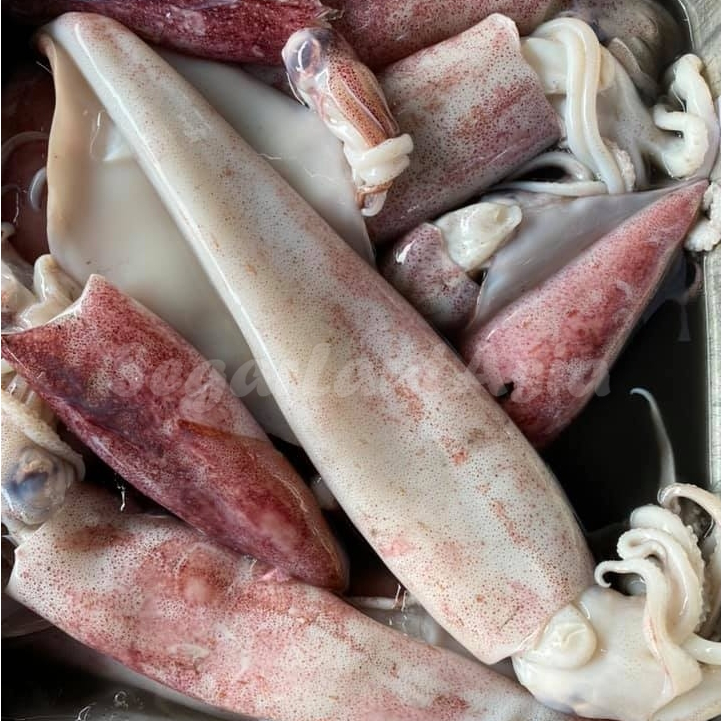 

Cumi Merah Segar 1Kg Cumi Merah Utuh