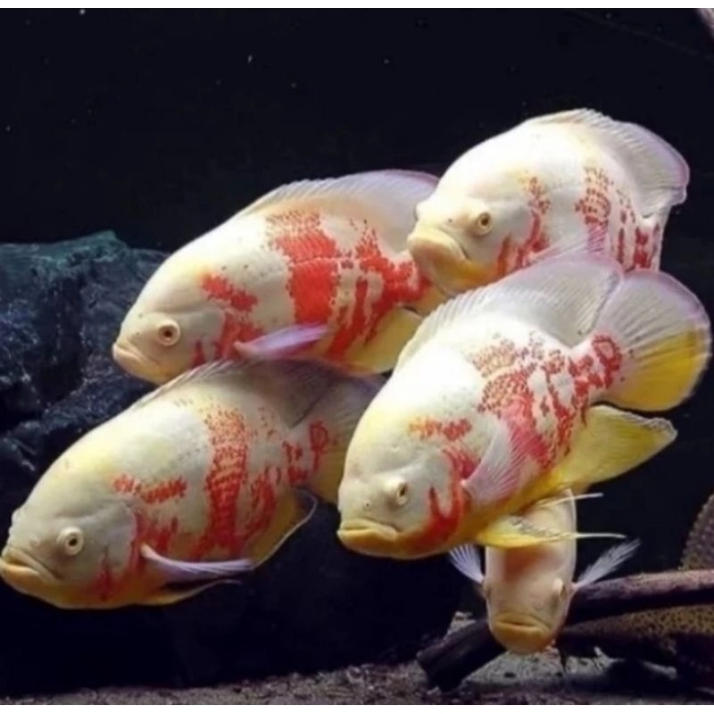 oscar tiger batik 8cm dekorasi aquarium