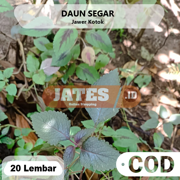 

Daun Jawer Kotok Miana 20 Lembar Ungu Hijau