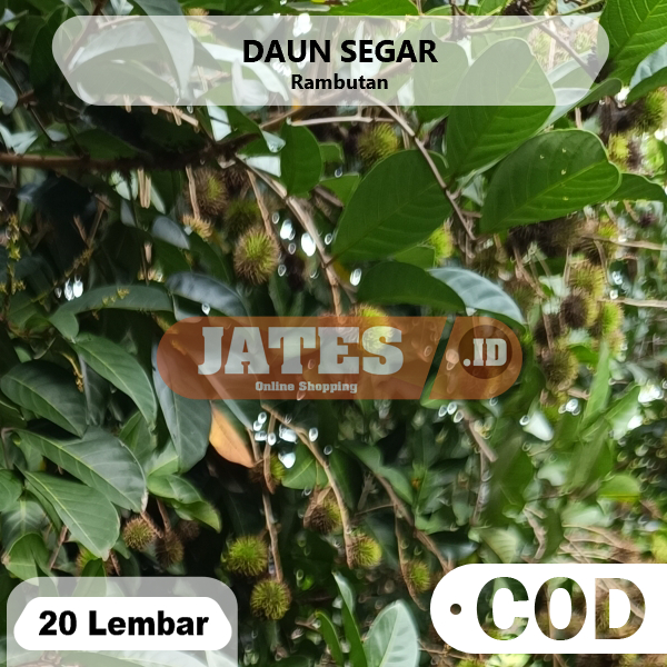 

Daun Rambutan Segar 20 Lembar