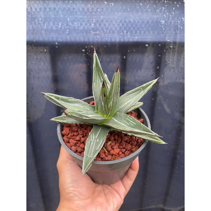 Agave Victora Reginae Whiteline Clone