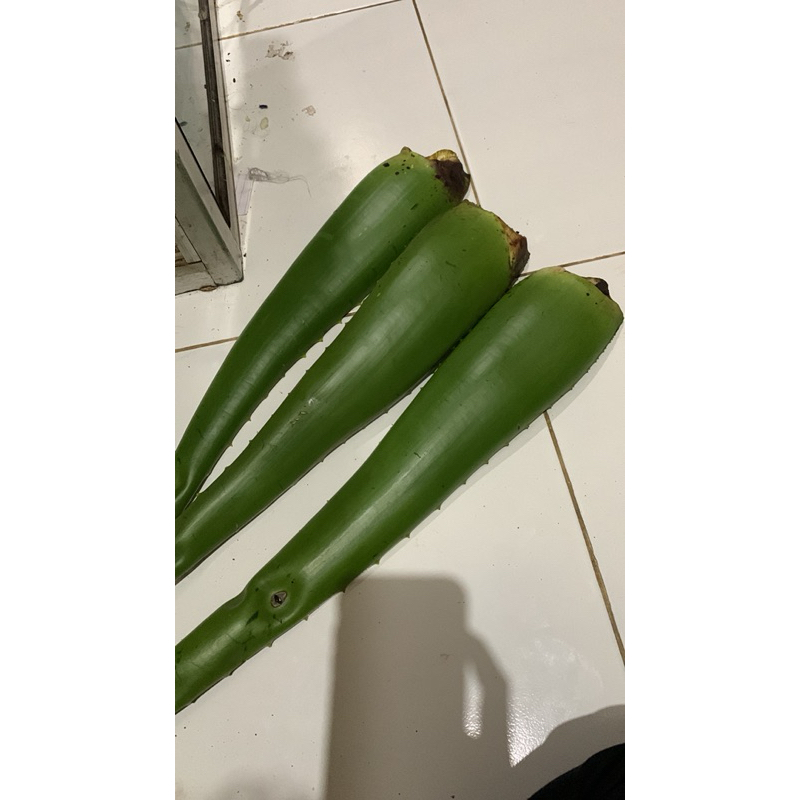 

lidah buaya jumbo