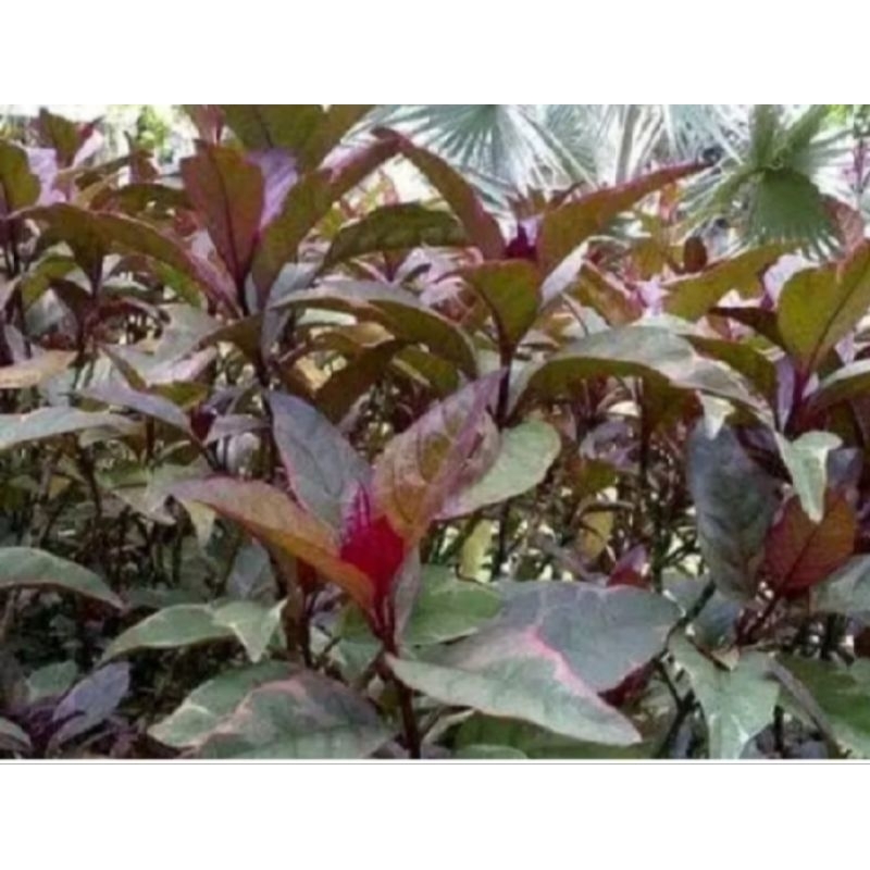 

DAUN HANDELEM SEGAR FRESS 100GR