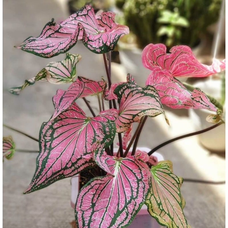 ( BISA COD ) Caladium Wayang Merah Keladi Hias Wayang Merah Tanaman Hias Keladi Murah Meriah / Kelad