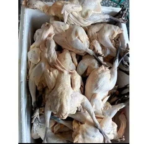

Ayam Kampung Fresh 1 Ekor