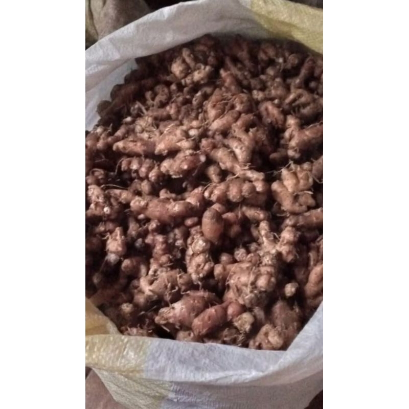

KENCUR SEGAR KEMASAN 10 KG