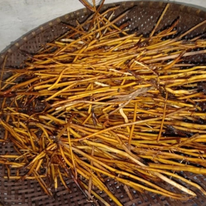 

AKAR AREN SEGAR 500 GRAM FRESH