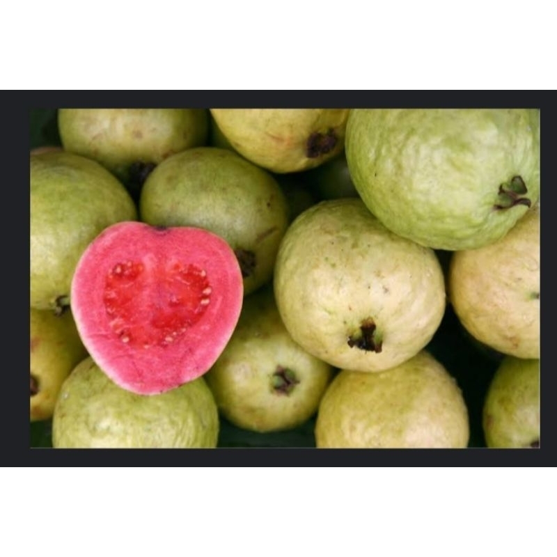 

Jambu Merah Jus Grade AB