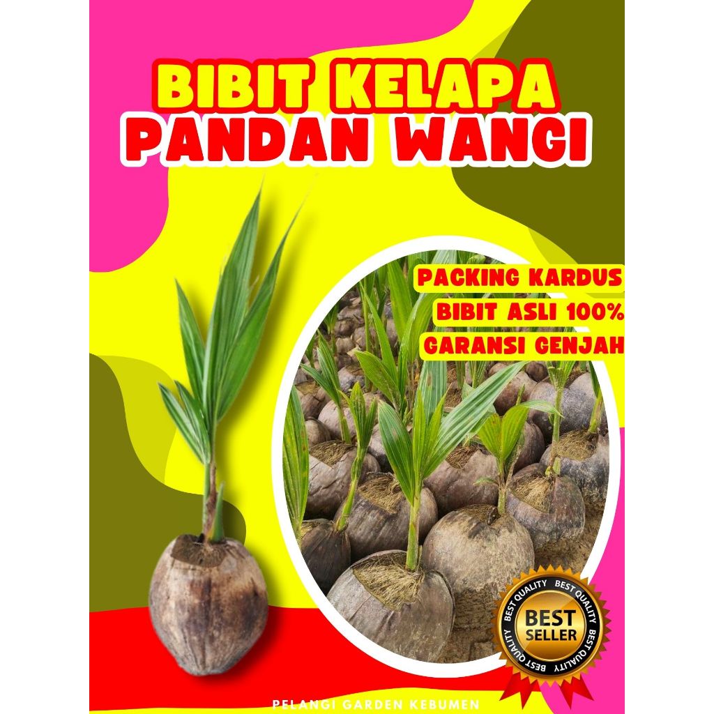 PROMO  Tanaman Kelapa Pandan Wangi F1, Tanaman Kelapa Pandan Wangi Fresh