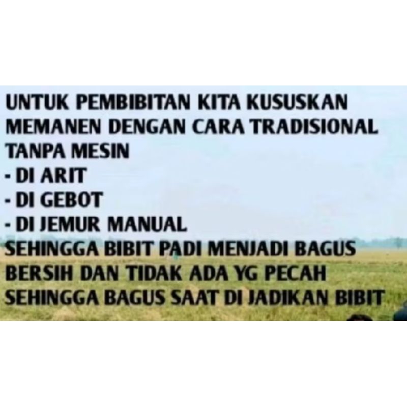 Raflezia  1Kg Benih Padi Ketan Putih Grendel Bibit Padi Ketan Putih Pulen Landung