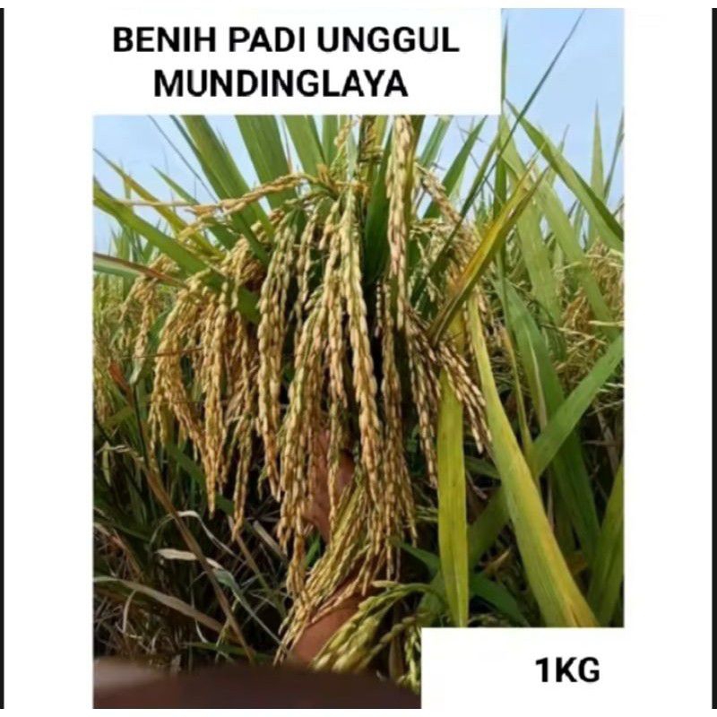 Bibit padi unggul MUNDING LAYA berkualitas kemasan 1KG.