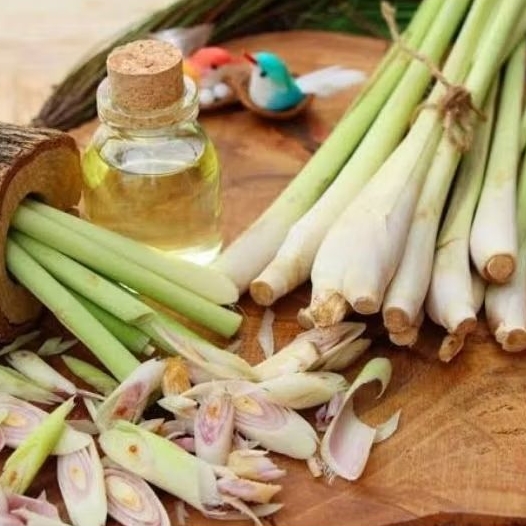 

Serai Segar Wangi 1 Kg Sereh Penyedan Masakan