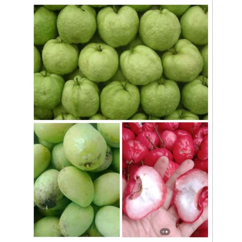 

JAMBU KRISTAL.JAMBU AIR.MANGGA MUDA ISI 1KG