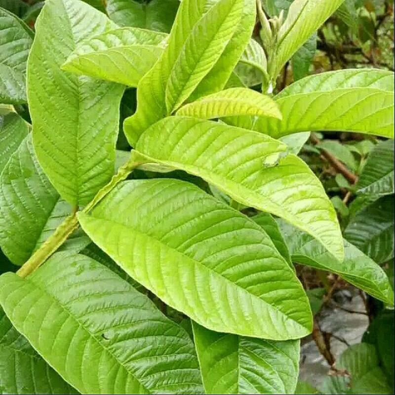 

100 lembar daun jambu