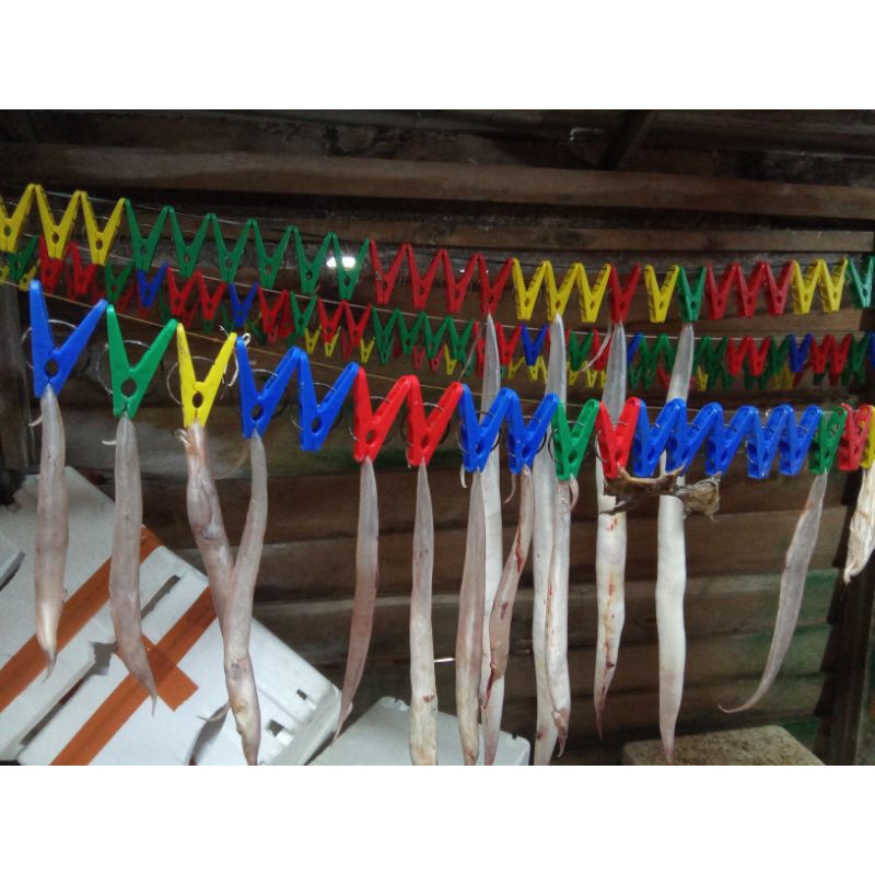 gelembung ikan mayung 10 gram