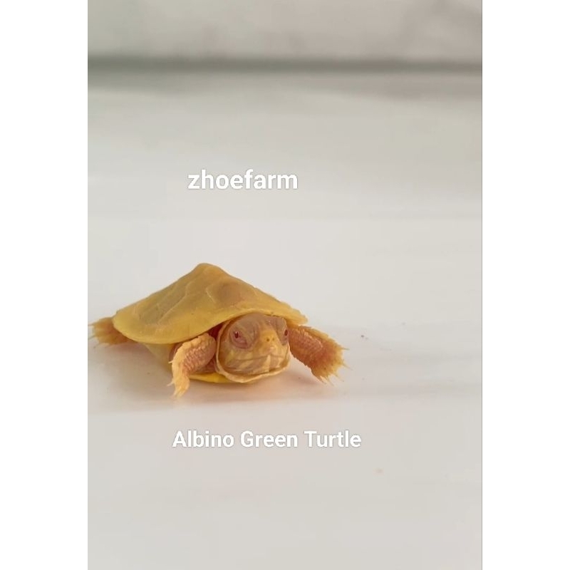 Kura Kura Hias Aquascape Albino Green Turtle ukuran 5-6cm