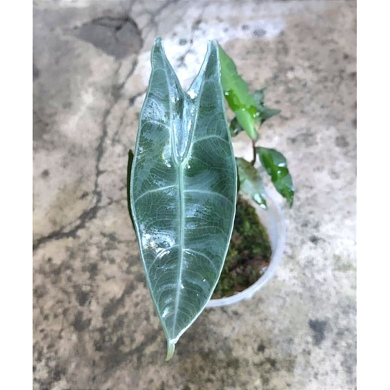 Alocasia Longiloba daun silver