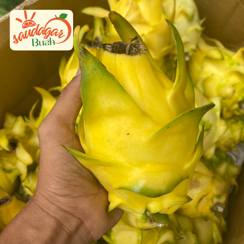 

BUAH NAGA KUNING EXOTIC FRESH 1 BUAH
