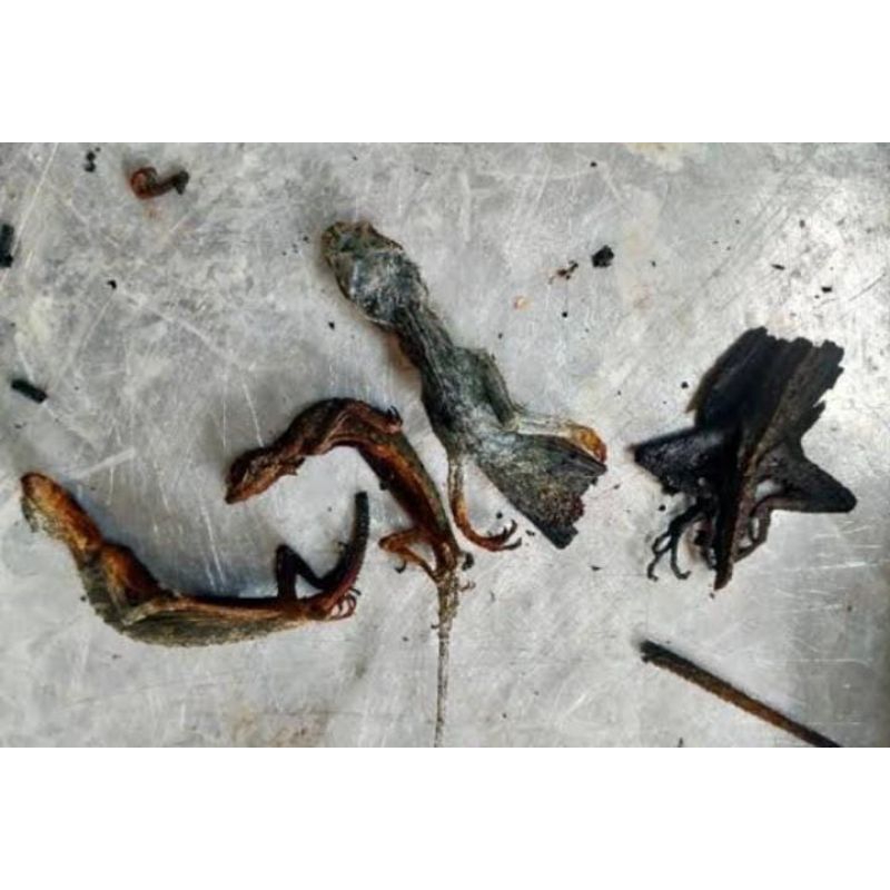 

Cecek Tlarap Obat Asma Kering Asli Cicak Terbang Murah