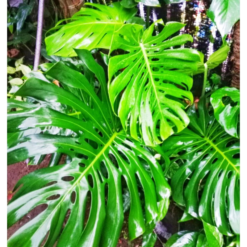 MONSTERA DELICIOSA KING JUMBO