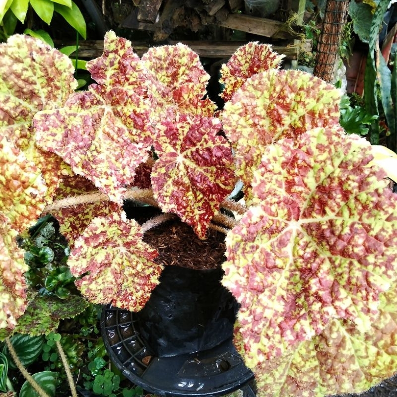 tanaman hias Begonia Marmaduke dewasa/jumbo