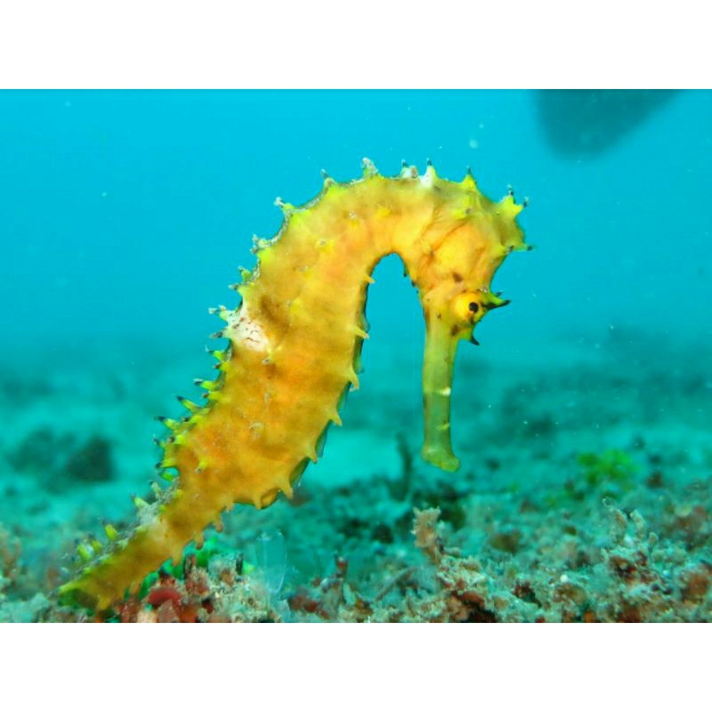 SEA HORSE YELLOW/ KUDA LAUT KUNING  BIOTA LAUT