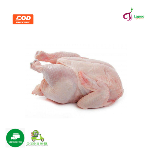 

Ayam Utuh Broiler Segar 1,2 Kg Siap Masak Pasa Sayua