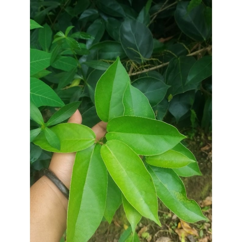 

Daun Cincau Hijau Perdu Segar Fresh Organik 1 Kg