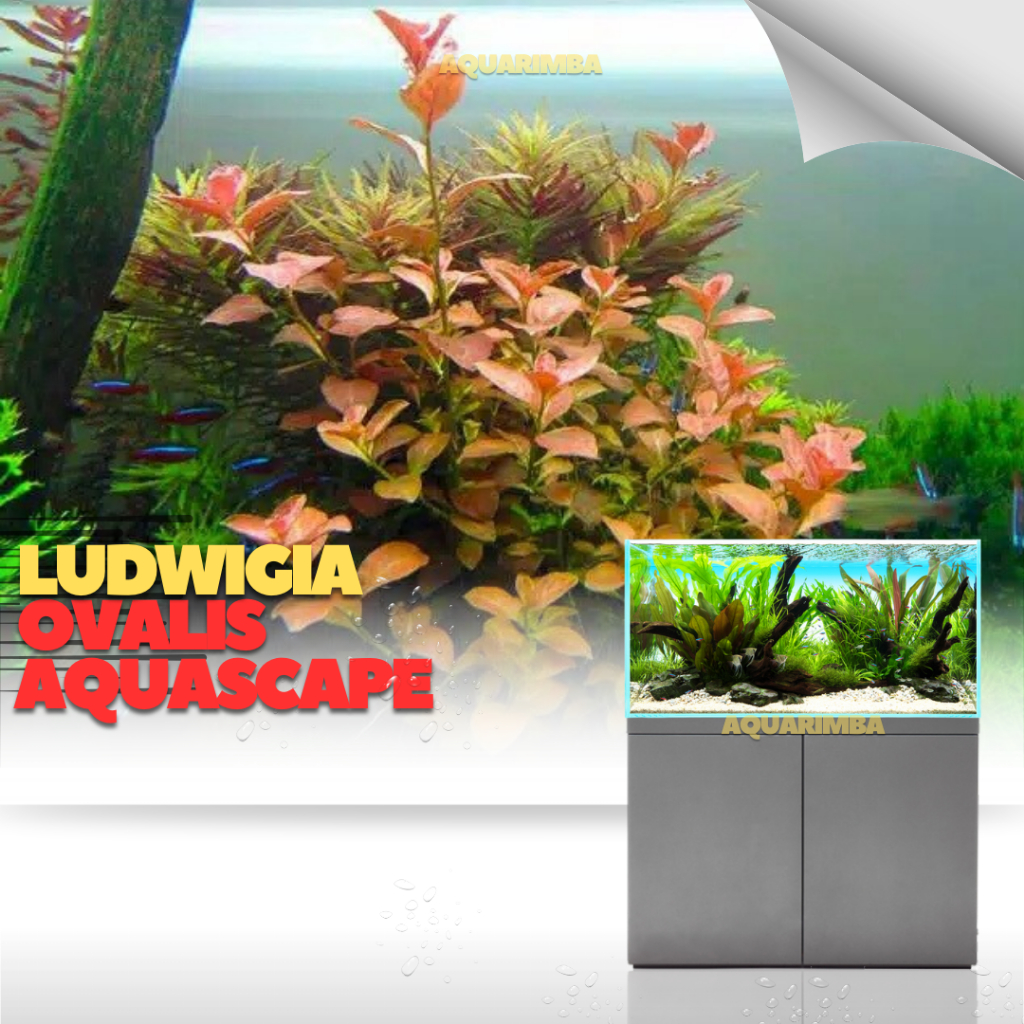 Ludwigia ovalis ( Tanaman Aquascape Tanpa Co2 Tumbuhan Air Hidup Hiasan Dekorasi Pohon Rumput Carpet