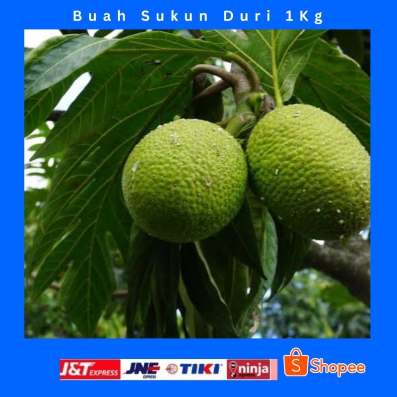 

Buah Sukun Duri