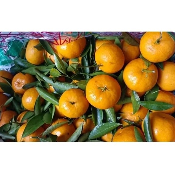

jeruk Santang fresh 1 kg