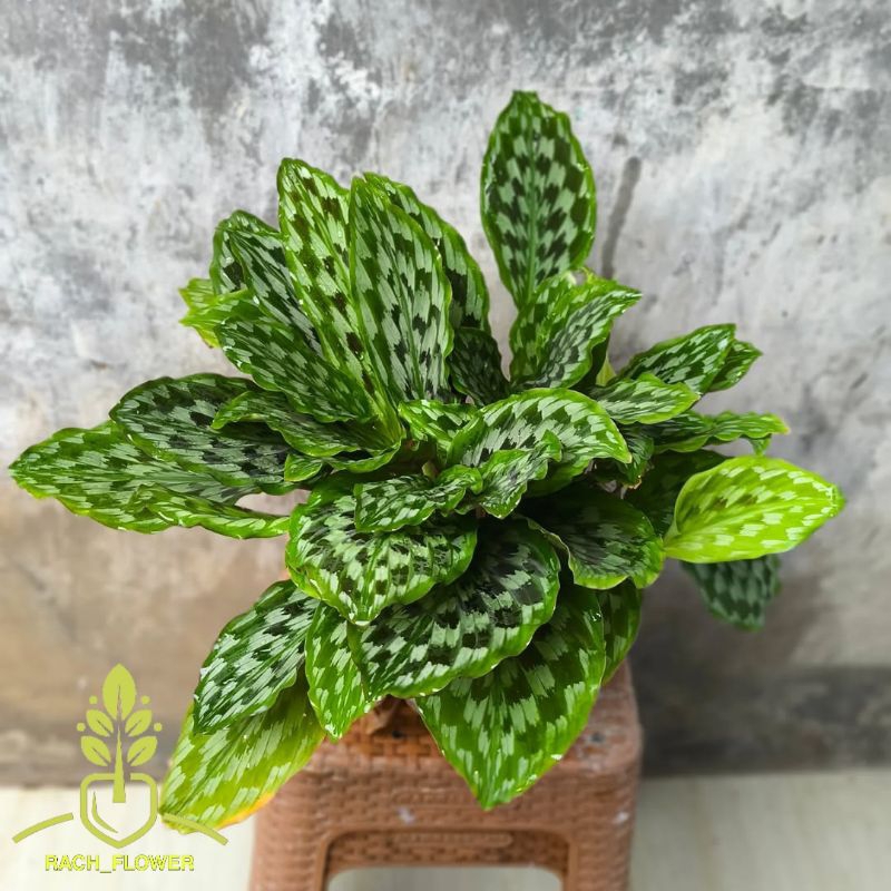 Tanaman hias calathea bulu merak- tanaman calathea bulu merak