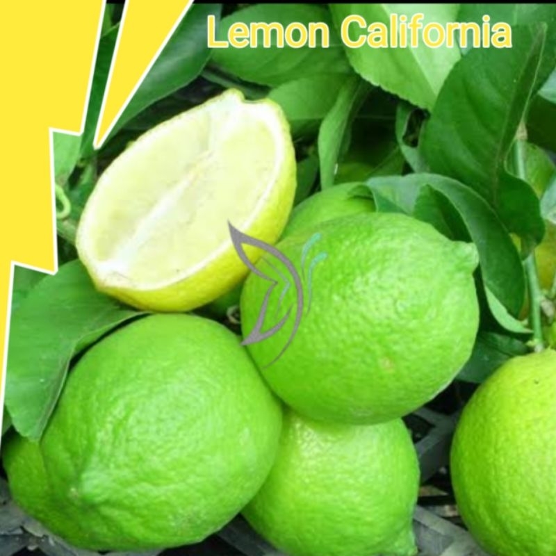 

LEMON California jeruk super segar hijau cocok untuk kesehatan