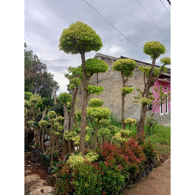 Anting Putri tanaman anting Putri bonsai anting Putri tinggi full 3 meter batang besar bonsai taman