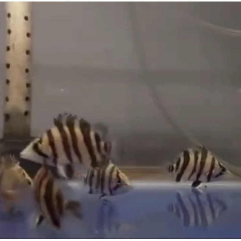 

HIASAN AQUARIUM/DATZ SUMATRA 4 BAR