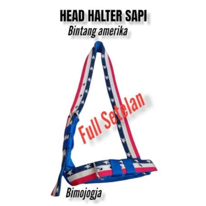 BRANGUS SAPI/HALTER SAPI KEREN BERKUALITAS