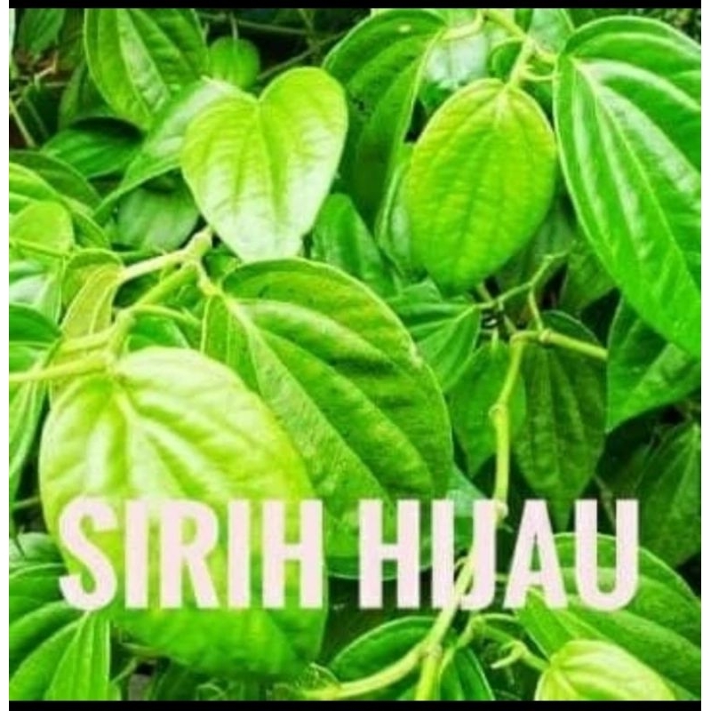 

DAUN SIRIH HIJAU SEGAR LANGSUNG DARI KEBUN