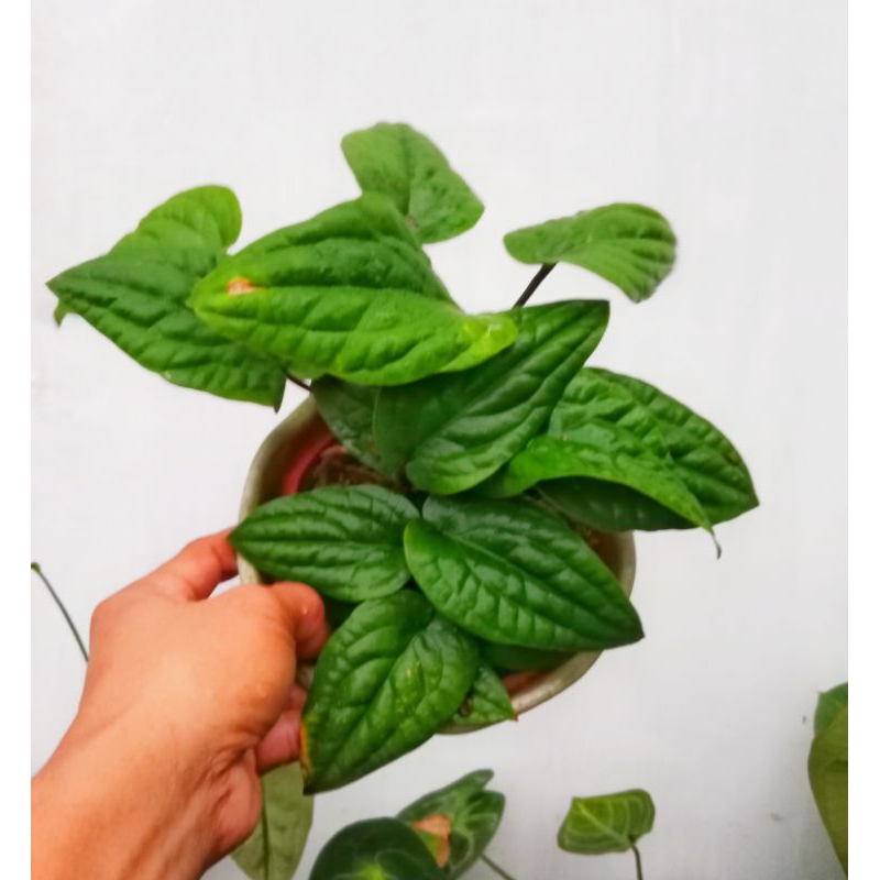 RADICAN ORI BATANG MERAMBAT