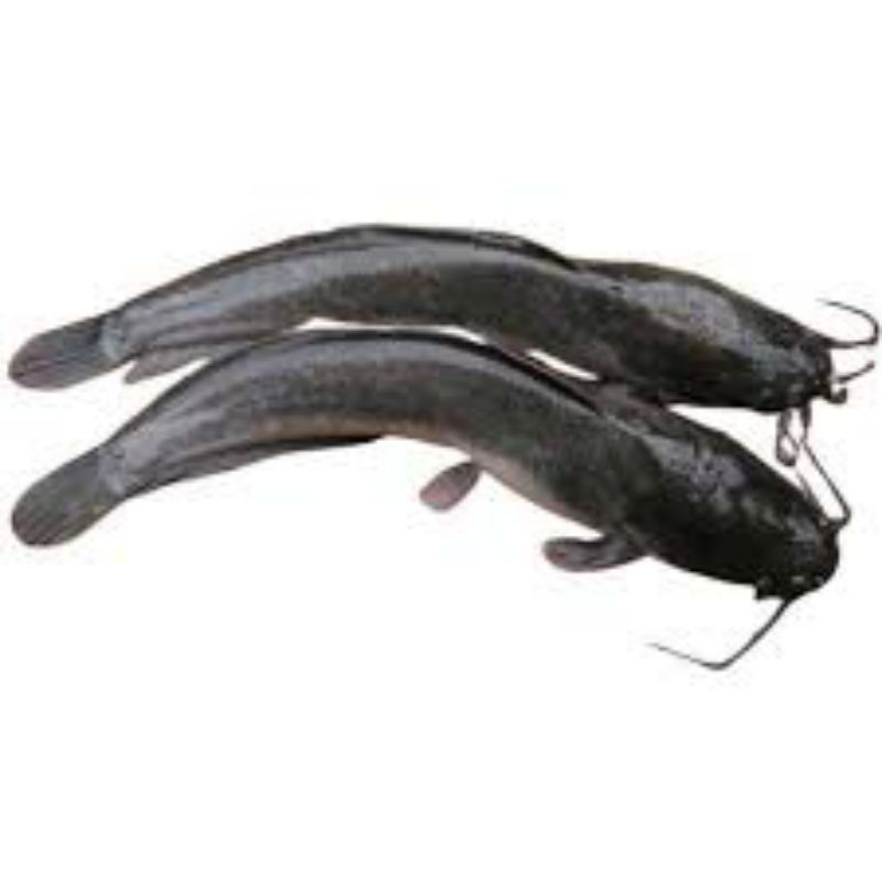 

ikan lele fresh 500g