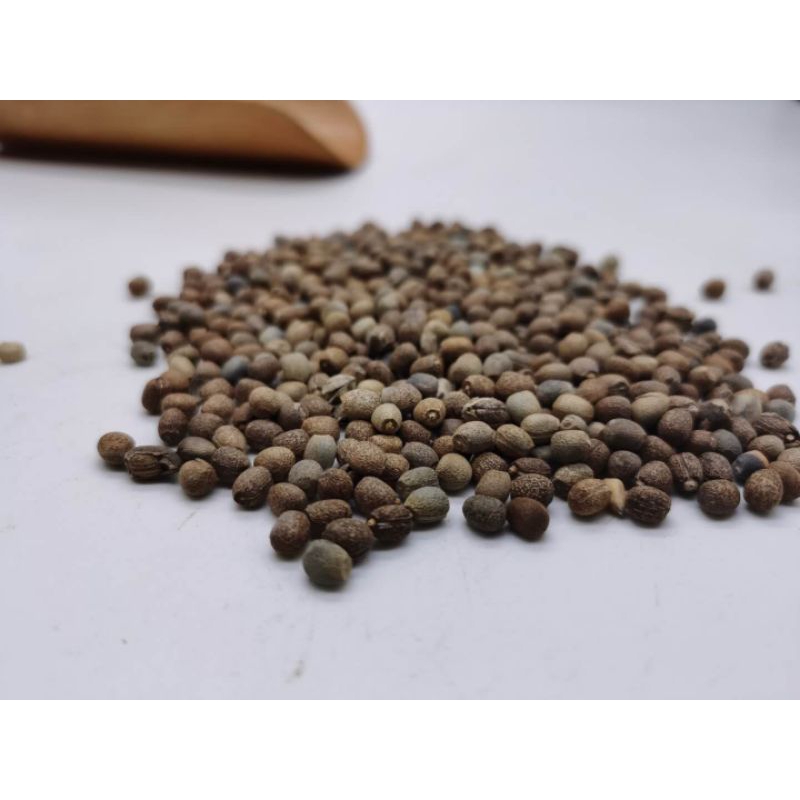 

Qian Jin Zi/千金子/Semen Euphorbiae Lathyridis/caper spurge