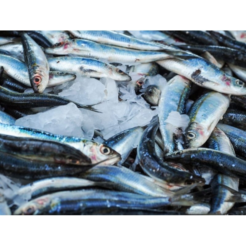 

IKAN SHISAMO