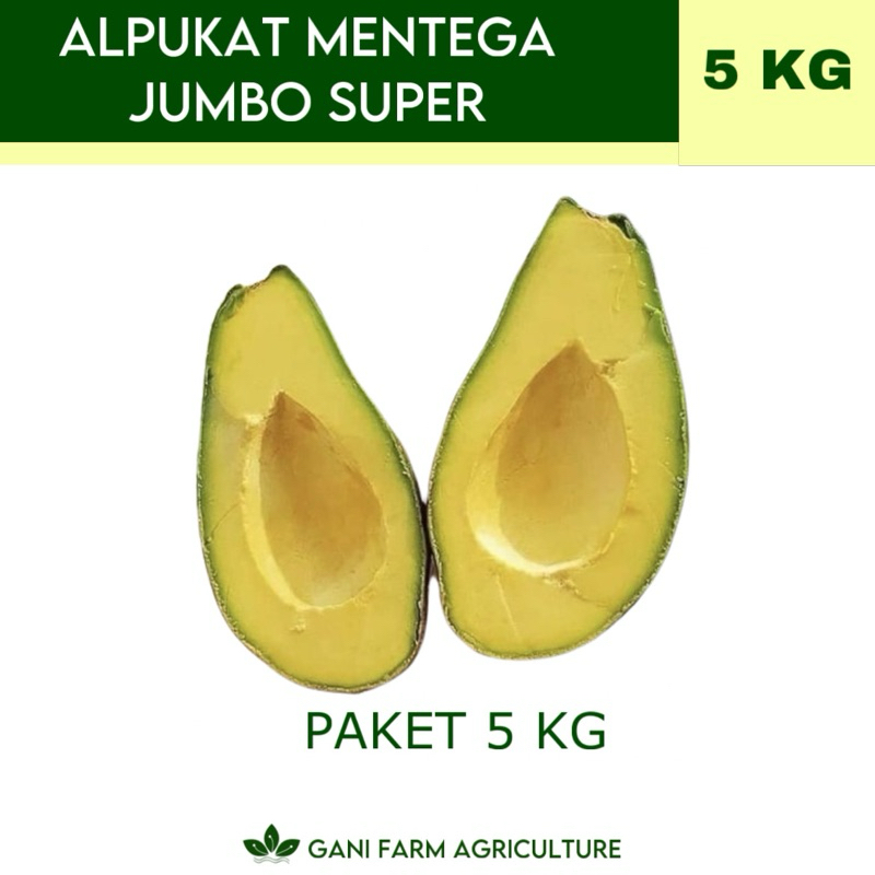 

Alpukat Mentega Jumbo Super (PAKET 5 KG) GARNASI