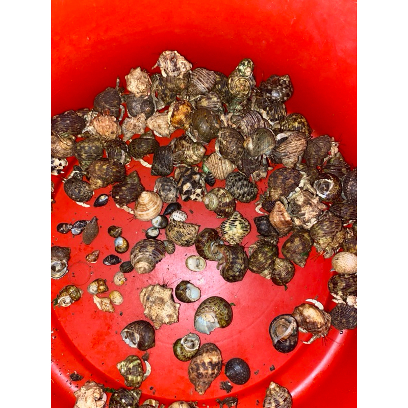 KELOMANG DARAT UKURAN RANDOM 1 KG