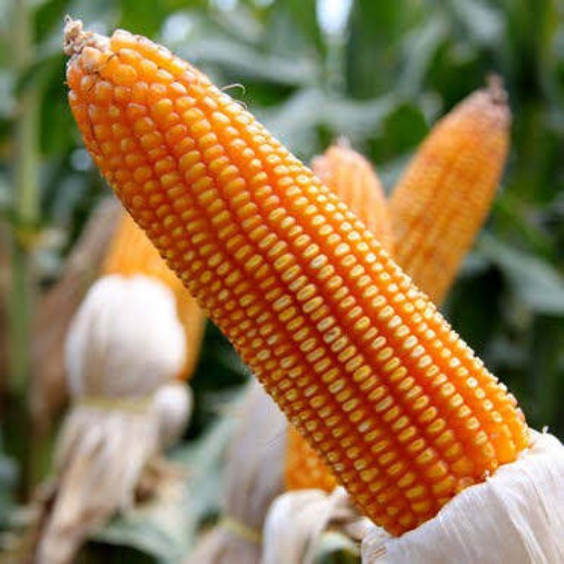benih jagung NK7328 sumo super jumbo 1kg bibit unggul siap tanam