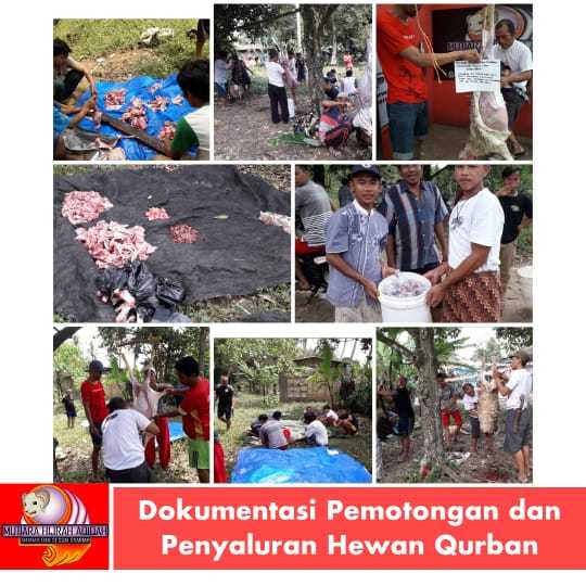 

DOMBA QURBAN BTN MUTIARA HIJRAH FARM