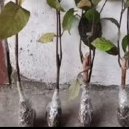 ??Terbaik bibit tanaman kopi hitam/1 pcs