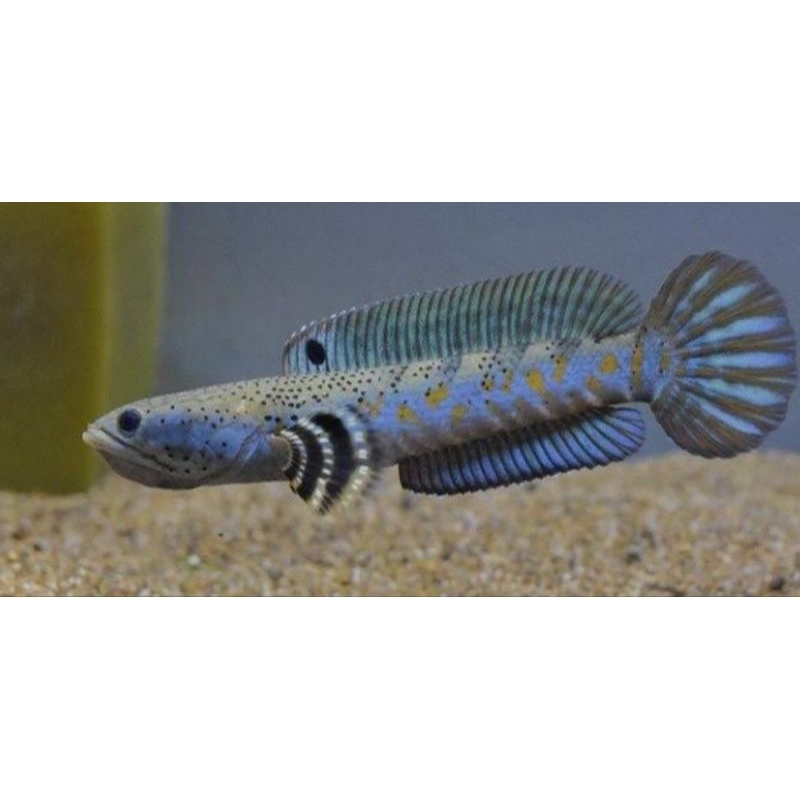 channa blue pulcra single tank BP 6 cm garansi pengiriman