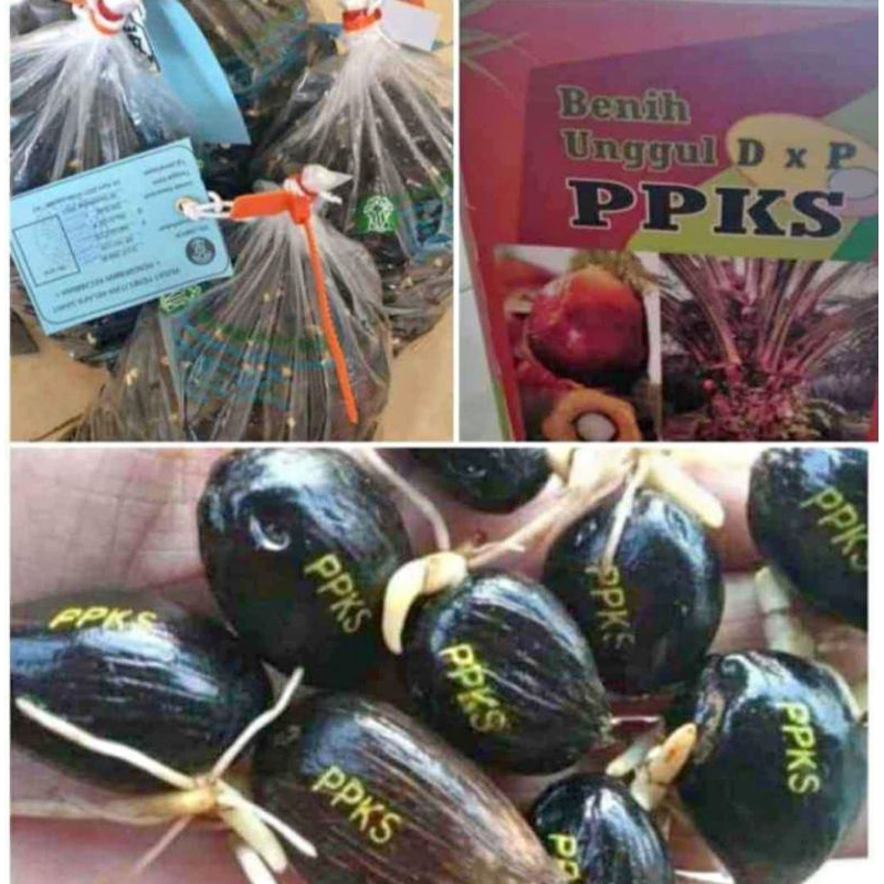 Bibit benih tanaman kelapa sawit PPKS 239