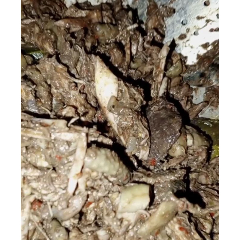 

AYAM KAMPUNG ASLI KHAS SUKU KARO// Manuk kampung tasak telu khas Karo//Bisa request utk Muslim & Nonis, beda digetah bumbu khasnya